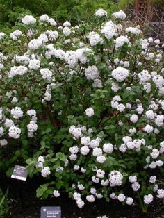 some white flowers are growing in a garden