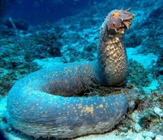 an animal that is laying down on the ocean floor with it's mouth open