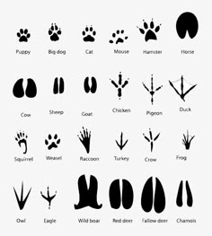 the silhouettes of different animals and their tracks