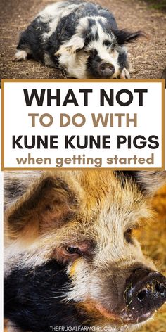 a black and white pig laying on the ground with text overlay that reads, what not to do with kunne pigs when getting started