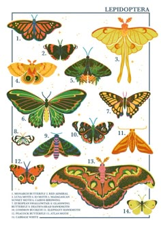 an image of butterflies and moths with numbers in spanish on the bottom right hand corner