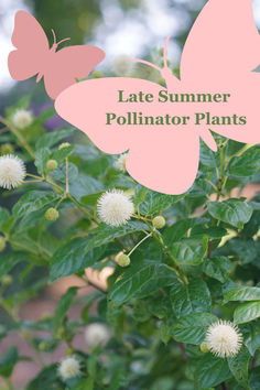 a pink butterfly sitting on top of a plant with the words late summer pollillator plants