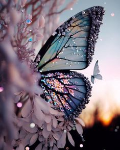 two butterflies are flying next to each other on a flower with water droplets all over it