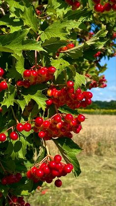 red berries hanging from the branches of a tree with green leaves and blue sky in the background