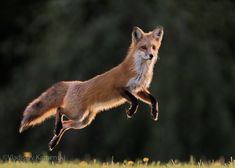 a red fox is jumping in the air