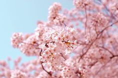 pink flowers are blooming on the branches of trees in front of a blue sky