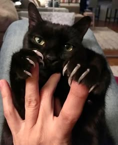 a black cat is being held up by someone's hands