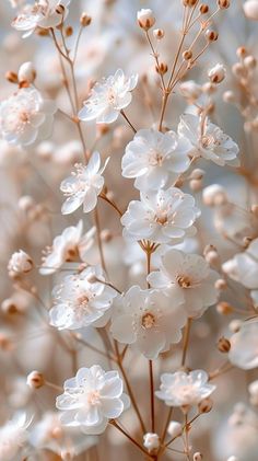 some white flowers are blooming in the middle of the day and it looks like they're coming out of the ground