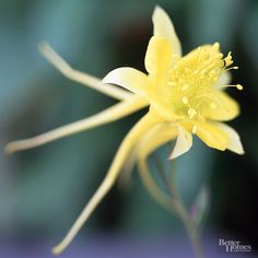 a yellow flower that is blooming in the sun