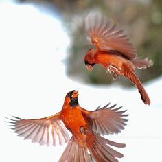 two red birds are flying in the air