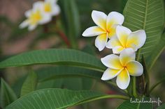 two white and yellow flowers with green leaves