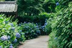 a garden with blue flowers and greenery next to a path that leads to a building