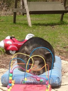 a black bear laying on top of an inflatable toy car next to a park bench