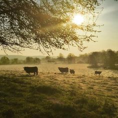 several cows are grazing in the field at sunrise or sunset, while the sun is just starting to set