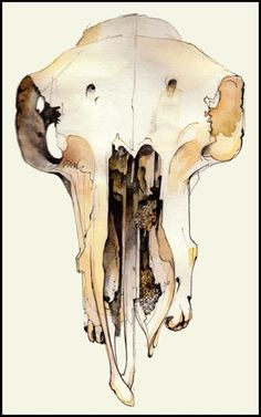 an animal's skull is shown in watercolor and ink