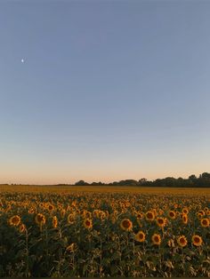 a large sunflower field with a moon in the sky