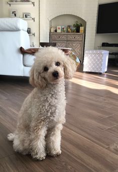 a small white dog sitting on top of a hard wood floor