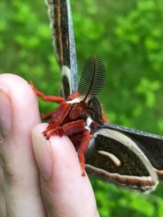 a close up of a person holding a small insect in their hand with trees in the background