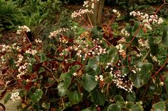 a bush with white flowers and green leaves in the foreground, surrounded by shrubbery