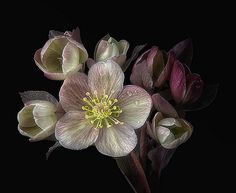 a bunch of flowers that are sitting on a table in front of a black background