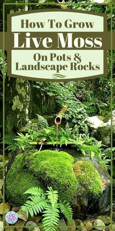 the cover of how to grow live moss on pots and landscape rocks