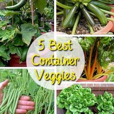 the four best container veggies