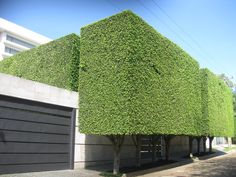 a house covered in green plants next to a garage