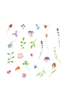 watercolor flowers and butterflies on a white background