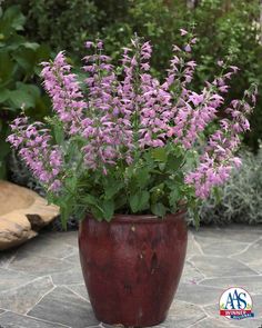 a potted plant with purple flowers sitting on a stone floor in front of some bushes