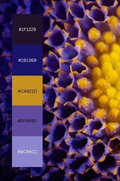 an image of a purple flower with yellow center and the words color code on it