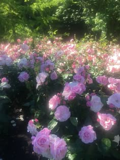 many pink roses are blooming in the sun