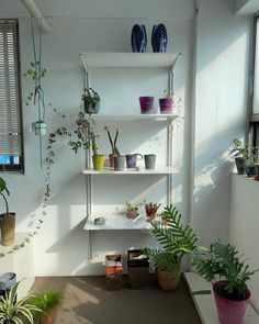 some plants are sitting on shelves in a room