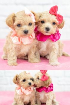 two puppies with bows on their heads sitting next to each other