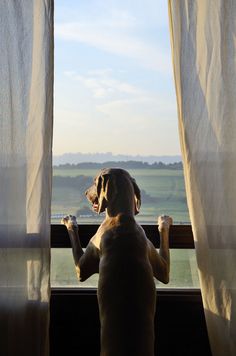 a dog sitting on its hind legs looking out the window at the grass and sky