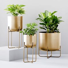 three gold planters with plants in them sitting on a white surface next to each other