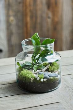 a glass jar filled with plants and rocks