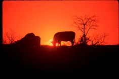 two cows are grazing in the field as the sun is setting behind them and they are silhouetted against an orange sky