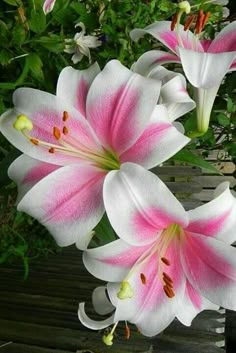 three pink and white lilies are in the middle of a wooden bench with greenery behind them