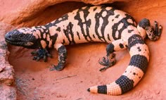 a large lizard laying on top of a red rock