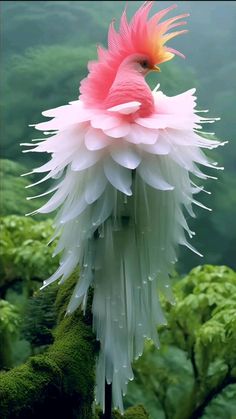 a pink and white bird is perched on a mossy branch with water droplets all over it