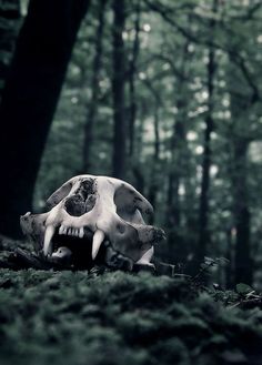 a cow skull sitting on top of a lush green forest