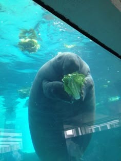 an elephant is eating lettuce under the water in its enclosure at the zoo