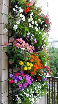 an assortment of flowers growing on the side of a building