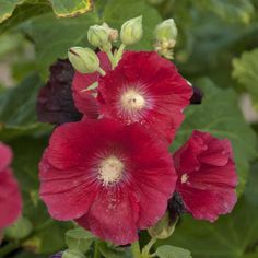 red flowers with green leaves in the background