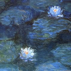 two white water lilies floating on top of a pond