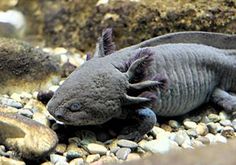 an animal that is laying down on some rocks