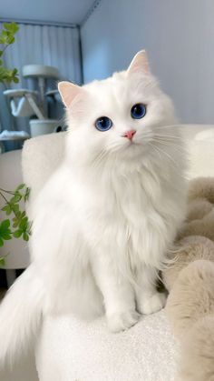 a white cat with blue eyes sitting on a chair