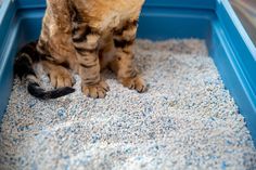 a cat standing on top of a blue litter box filled with white and gray gravel