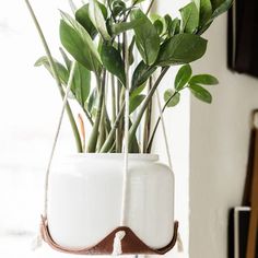 a potted plant is hanging from a rope