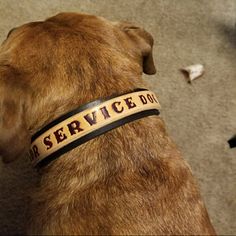 a brown dog wearing a service dog bracelet